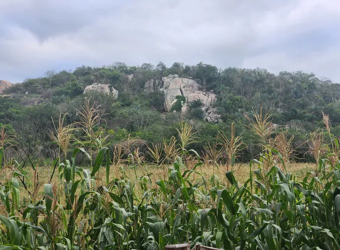 Plantação de milho diante de um morro coberto pela vegetação da Caatinga